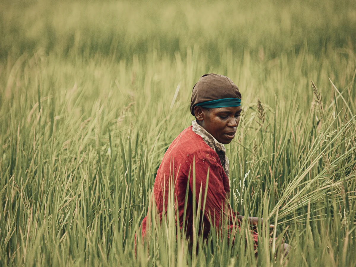 A farmer working in a green rice field